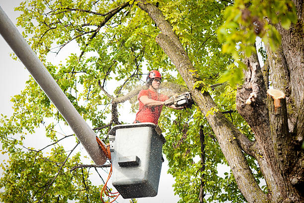 Reliable Hebron, PA Tree Service Solutions